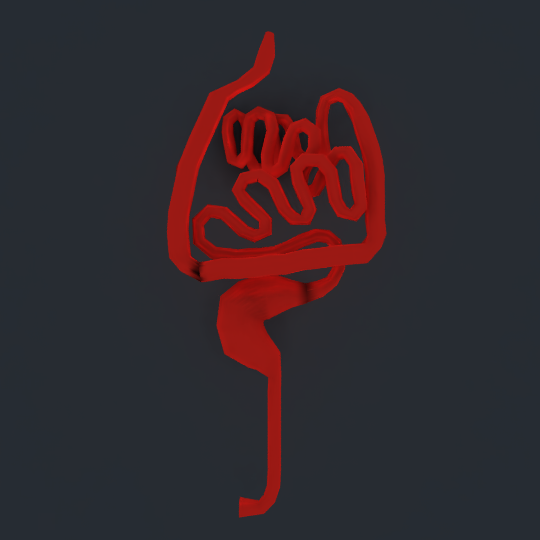 Gastrointestinal tract